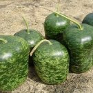 Apple Gourd 25 Seeds Fresh Garden