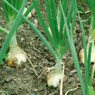 Walla Wall Onion 500 thru 2000 Seeds Fresh Garden