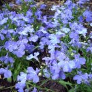 50 Multi Pelleted Lobelia Riviera Sky Blue Flower Seeds Fresh Garden 50 Multi Pelleted Lobelia Riviera Sky Blue Flower Seeds Fresh Garden