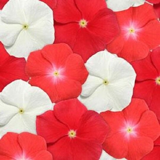 Vinca Pacifica XP Salsa Mix Flower 50 Seeds Fresh Garden