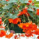 15 Begonia Illumination Orange Pelleted flower Seeds Fresh Garden
