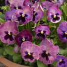 50 Pansy Delta Premium Persian Medley Flower Seeds Fresh Garden 50 Pansy Delta Premium Persian Medley Flower Seeds Fresh Garden