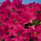 50 Pelleted Aladdin Cherry Petunia Seeds Fresh Garden