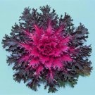 Flowering Kale Coral Queen 50 flowering cabbage Seeds Fresh Garden