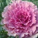 Flowering Cabbage 50 Osaka Pink flowering kale Seeds Fresh Garden