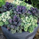 Flowering Kale Yokohama Mix 50 Seeds Fresh Garden