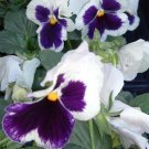 50 Pansy Delta Premium White With Blotch Seeds Fresh Garden
