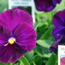 50 Pansy Delta Premium Pure Violet Seeds Fresh Garden