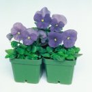 50 Pansy Delta Premium True Blue Seeds Fresh Garden