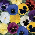 50 Pansy Delta Premium Blotch Mix Seeds Fresh Garden