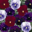 50 Pansy Delta Berry Tart Mix Seeds Fresh Garden