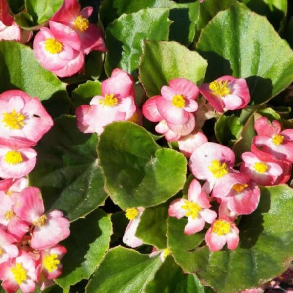 Begonia 50 Pelleted Begonia Bada Bing Rose Bicolor Seeds Fresh Garden