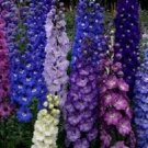 Delphinium Pennant Bright Bee Mix 50 Flower Lark Spur Seeds Fresh Garden