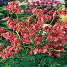 25 Bleeding Heart Dicentra Eximia Dicentra Seeds Fresh Garden