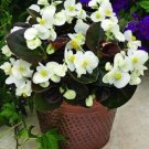 Begonia 50 Pelleted Begonia Bada Boom White Seeds Fresh Garden