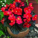 Begonia 50 Pelleted Begonia Bada Boom Scarlet Seeds Fresh Garden