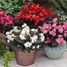 Begonia 50 Pelleted Begonia Bada Boom Mix Seeds Fresh Garden