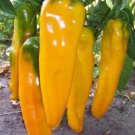 50 Pepper Golden Marconi Hybrid Sweet Pepper Seeds Fresh Garden