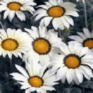 Gazania Frosty Kiss White Flower 50 Starts Seeds Fresh Garden