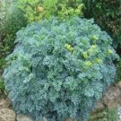 100 Rue Herb Seeds Fresh Garden