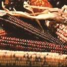 50 Indian Corn Ornamental Corn FALL DECORATION Seeds Fresh Garden