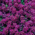 100 Alyssum Wonderland Deep Purple Ground Cover Seeds Fresh Garden