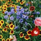 2000 Wildflower Western Wildflower Mix Flower Mix Seeds Fresh Garden