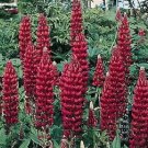 50 Lupine Russell My Castle Lupine Seeds Fresh Garden