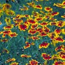 5000 Plains Coreopsis FLOWER Wildflower Deer Resistant Seeds Fresh Garden