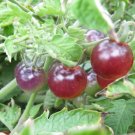 Blue Berries Tomato 100 Blueberries Tomato Seeds Fresh Garden