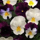 15 Pansy Cool Wave Berries N Cream Mix HANGING PANSY Coolwave Pansy Seeds Fresh Garden