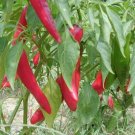 25 Salsa Pepper Hot Pepper Seeds Fresh Garden
