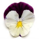 15 Pansy Cool Wave Violet Wing Trailing Pansy HANGING PANSY Seeds Fresh Garden