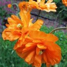 500 Papaver Double Tangerene Poppy Seeds Fresh Garden