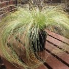 Ornamental Grass Carex Frosted Curls 50 Grass Zealand Hair Sedge Seeds Fresh Garden