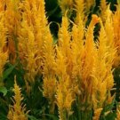 50 Celosia Fresh Look Gold Seeds Fresh Garden