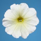 Petunia Petunia Celebrity Yellow 50 Pelleted FLOWER Seeds Fresh Garden