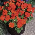 Impatiens Xtreme Orange 50 Flower Seeds Fresh Garden