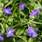 50 Multi Pelleted Lobelia Riviera Marine Blue Flower Seeds Fresh Garden 50 Multi Pelleted Lobelia Riviera Marine Blue Flower Seeds Fresh Garden