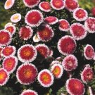 Aster Red & White Premium Aster Tall Variety 100 Seeds Fresh Garden