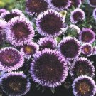 Aster Blue & White Premium Aster Tall Variety 100 Seeds Fresh Garden