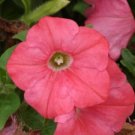 50 Pelleted Prism Salmon Petunia Seeds Fresh Garden