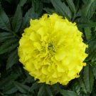 Marigold African Marigold Antigua Yellow 50 Marigold Seeds Fresh Garden