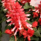 50 Salvia Reddy Pink FLOWER Seeds Fresh Garden