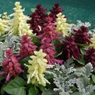 50 Salvia Reddy Nero Mix FLOWER Seeds Fresh Garden