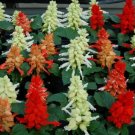 50 Salvia Reddy Cleopatra Mix FLOWER Seeds Fresh Garden