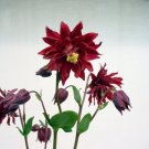 Columbine Aquilegia Barlow Bordeaux Columbine 50 Seeds Fresh Garden