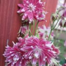 Columbine Aquilegia Barlow Christa Columbine 50 Seeds Fresh Garden