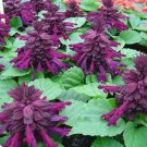 50 Salvia Reddy Purple Flower Seeds Fresh Garden
