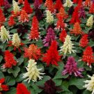 50 Salvia Reddy Mix FLOWER Seeds Fresh Garden